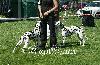  SPECIAL SHOW of DALMATIAN CLUB CZ 2012 - ARGIA - Exc. 3 ( Youth cl. female 5/5 ) 