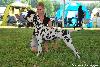 WORLD DOG SHOW SALZBURG (5/12) - ARGO EXCELENT ( 15/16 )