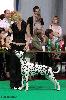 CACIB PRAHA (5/12) -  ATILLIO  CENTRAL AND EAST EUROPE JUNIOR CUP WINNER , CRUFTS QUALIFICATION 2013 , JUNIOR BIG !!