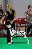 CACIB PRAHA (5/12) -  ATILLIO  CENTRAL AND EAST EUROPE JUNIOR CUP WINNER , CRUFTS QUALIFICATION 2013 , JUNIOR BIG !!