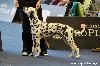 WORLD DOG SHOW SALZBURG (A) 5/12 - ATILLIO Excellent, among TOP 6 of 15 Juniors !!