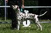  Combined Dog Show DDC and CDF ALPEN ( D ) - 6/12 - Exc. 1, CAC VDH/ CAC CLUB!!