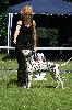  Combined Dog Show DDC and CDF ALPEN ( D ) - 6/12 - Exc. 1, CAC VDH/ CAC CLUB!!