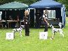 Combined Dog Show DDC and CDF (D 6/12 ) - Exc. 2, res. CAC VDH/ res. CAC Club !!