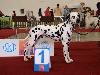  CACIB NITRA (9.6.12) - Exc. 1, CAC, res. CACIB ( CACIB ) !!  