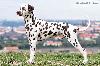 Multi JCh ATILLIO DI ASSONANZA  - STUD MALE, FULL DENTITION !!