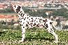 Multi JCh ATILLIO DI ASSONANZA  - STUD MALE, FULL DENTITION !!