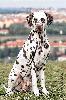 Multi JCh ATILLIO DI ASSONANZA  - STUD MALE, FULL DENTITION !!