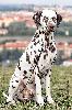 Multi JCh ATILLIO DI ASSONANZA  - STUD MALE, FULL DENTITION !!