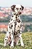 Multi JCh ATILLIO DI ASSONANZA  - STUD MALE, FULL DENTITION !!