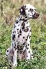 Multi JCh ATILLIO DI ASSONANZA  - STUD MALE, FULL DENTITION !!