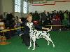 CACIB . BUDJOVICE - Argo  (open)-  Exc. 2, res. CAC !!!