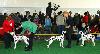 CACIB . BUDJOVICE - 10/12   ARGIA DI ASSONANZA ( intermediate ) - Exc. 2, res. CAC