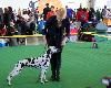 CACIB . BUDJOVICE - 10/12   ARGIA DI ASSONANZA ( intermediate ) - Exc. 2, res. CAC