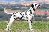 JCh ARGO DI ASSONANZA - STUD MALE, FULL DENTITION !!