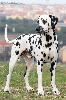 JCh ARGO DI ASSONANZA - STUD MALE, FULL DENTITION !!