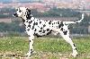 JCh ARGO DI ASSONANZA - STUD MALE, FULL DENTITION !!