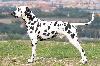 JCh ARGO DI ASSONANZA - STUD MALE, FULL DENTITION !!