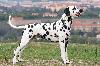 JCh ARGO DI ASSONANZA - STUD MALE, FULL DENTITION !!