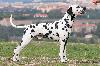 JCh ARGO DI ASSONANZA - STUD MALE, FULL DENTITION !!