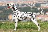 JCh ARGO DI ASSONANZA - STUD MALE, FULL DENTITION !!