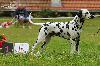 CLUB SHOW of Dalmatian club CZ 9/12 - ARGO ( open cl.) - Exc.1, CAC