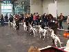 CACIB HANNOVER  2012 (D) - ARGO ( interm.) - CAC VDH/CAC a ATILLIO ( open 10/12) r. CACIB, r.CAC VDH/r. CAC !!