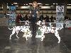  CACIB HANNOVER 2012 (D) - ARGO ( interm.) - CAC VDH/CAC a ATILLIO ( open 10/12) r. CACIB, r.CAC VDH/r. CAC !! 