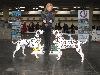  CACIB HANNOVER 2012 (D) - ARGO ( interm.) - CAC VDH/CAC a ATILLIO ( open 10/12) r. CACIB, r.CAC VDH/r. CAC !! 