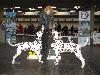  CACIB HANNOVER 2012 (D) - ARGO ( interm.) - CAC VDH/CAC a ATILLIO ( open 10/12) r. CACIB, r.CAC VDH/r. CAC !! 