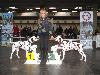  CACIB HANNOVER 2012 (D) - ARGO ( interm.) - CAC VDH/CAC a ATILLIO ( open 10/12) r. CACIB, r.CAC VDH/r. CAC !! 