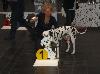  CACIB HANNOVER 2012 (D) - ARGO ( interm.) - CAC VDH/CAC  !! 