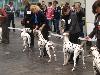 CACIB HANNOVER 2012 (D) - ATILLIO ( open 10/12) r. CACIB, r.CAC VDH/r. CAC !! 