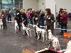 CACIB HANNOVER 2012 (D) - ATILLIO ( open 10/12) r. CACIB, r.CAC VDH/r. CAC !! 