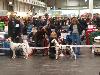 CACIB HANNOVER 2012 (D) - ATILLIO ( open 10/12) r. CACIB, r.CAC VDH/r. CAC !! 