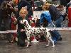 CACIB HANNOVER 2012 (D) - ATILLIO ( open 10/12) r. CACIB, r.CAC VDH/r. CAC !! 