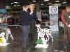 CACIB HANNOVER 2012 (D) - ATILLIO ( open 10/12) r. CACIB, r.CAC VDH/r. CAC !! 