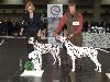 CACIB HANNOVER 2012 (D) - ATILLIO ( open 10/12) r. CACIB, r.CAC VDH/r. CAC !! 