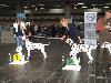 CACIB HANNOVER 2012 (D) - ATILLIO ( open 10/12) r. CACIB, r.CAC VDH/r. CAC !! 