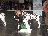 CACIB HANNOVER 2012 (D) - ATILLIO ( open 10/12) r. CACIB, r.CAC VDH/r. CAC !! 