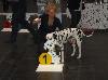 CACIB HANNOVER 2012 (D) - ARGO ( interm.) - CAC VDH/CAC  DDC