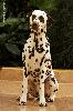  ATILLIO CHAMPION of CHAMPIONS of the BREED DALMATIAN  