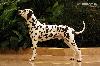 ATILLIO CHAMPION of CHAMPIONS of the BREED DALMATIAN 