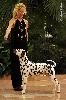 ATILLIO CHAMPION of CHAMPIONS of the BREED DALMATIAN 