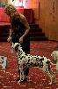 ATILLIO CHAMPION of CHAMPIONS of the BREED DALMATIAN 