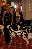 ATILLIO CHAMPION of CHAMPIONS of the BREED DALMATIAN 