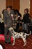  ATILLIO CHAMPION of CHAMPIONS of the BREED DALMATIAN 