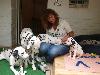 ATILLIO VISITED HIS 12 PUPPIES in GERMANY !! 